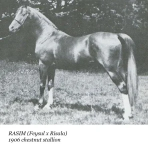 Rasim