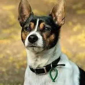 Tenterfield Terrier