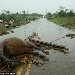 Miracle Horses Survive Oklahoma Twister