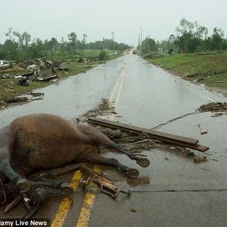More than 100 horses feared dead after 200mph twister.