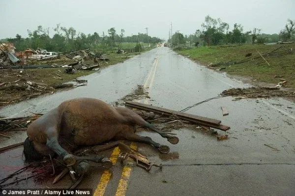 More than 100 horses feared dead after 200mph twister.