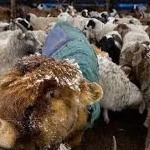 Mongolian