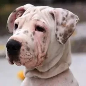Sharmatian (Designer Dog)