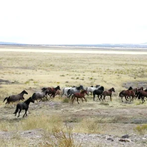 Mustang