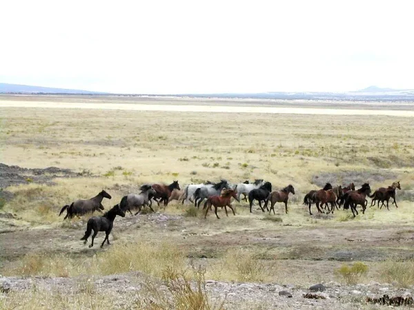 The mustang is a free-roaming horse of the American west that first descended from horses brought to the Americas by the Spanish. Mustangs are often referred to as wild horses, but there is debate over terminology.
