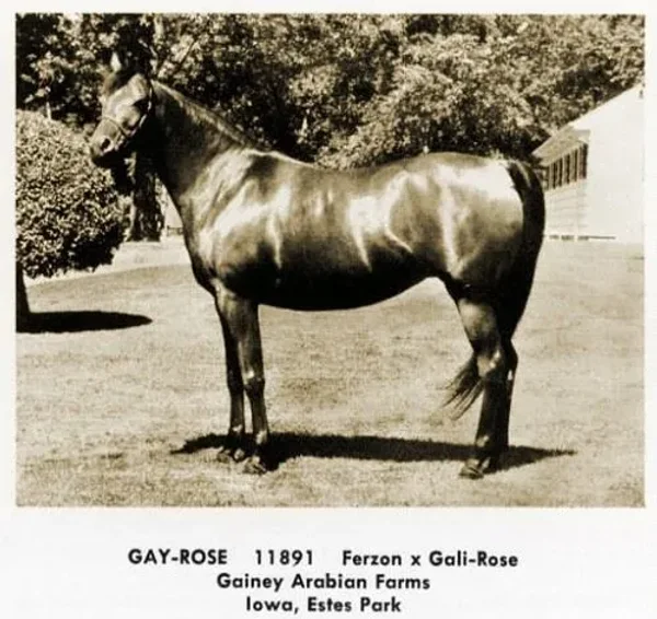 U.S. National Champion Stallion, Galizon; full brother, Gay-Rouge, Canadian TT Stallion and sire of Canadian Champion Stallion Gai Champion; and full sister Gay Gay Rose, U.S. Top Ten Mare. Galizon sired of 1974 U.S. National Champion Mare Jon San Judizon