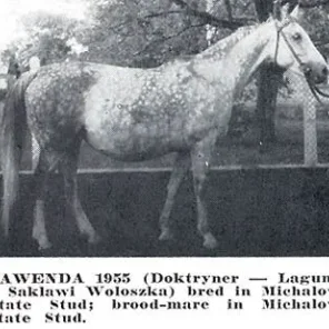 LAWENDA