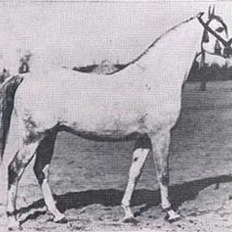 Lotnik