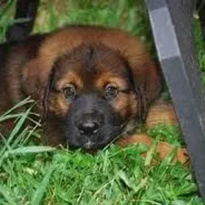 Saint Weiler (Designer Dog)