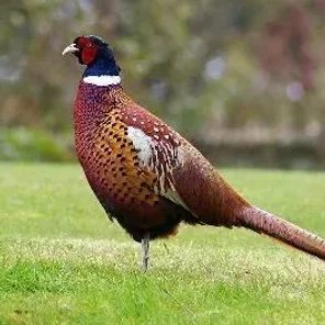 Pheasant