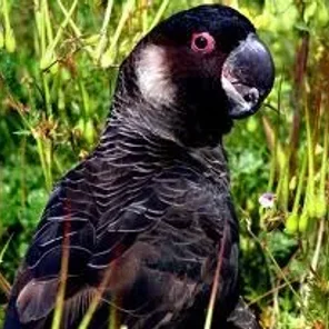 Short-billed Black