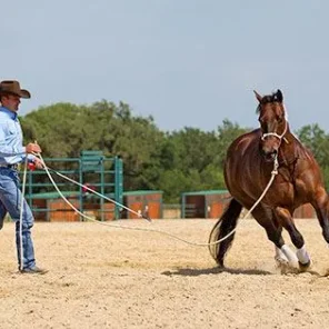 Longeing (Lunging) Your Horse