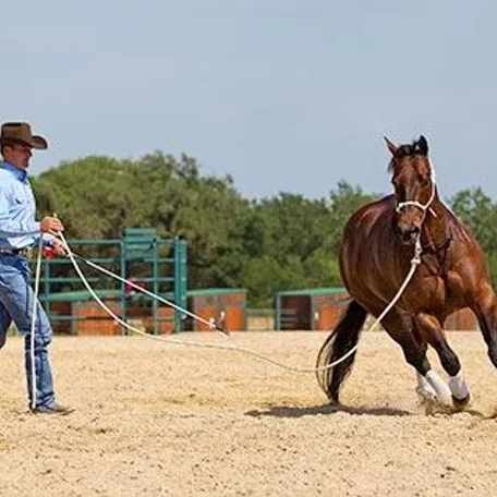 Properly Lunging a Horse