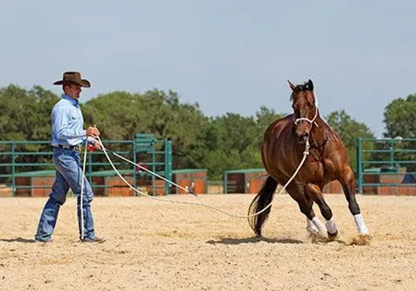 Properly Lunging a Horse