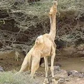 Afar Dromedary