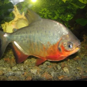 Serrasalminae