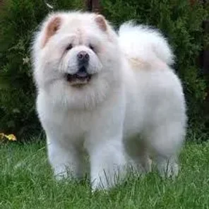 Chow Chow