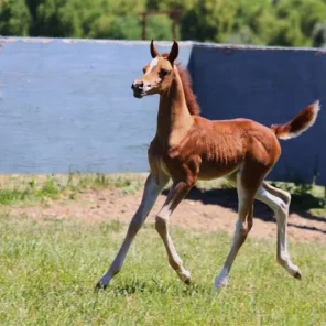 Eden C colt 2012