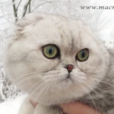 
          Photo by Macrory Scottish Folds & Toygers
        