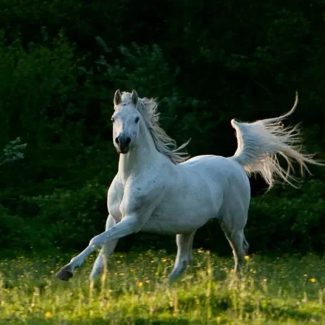 Azaz Shaklan Galloping
