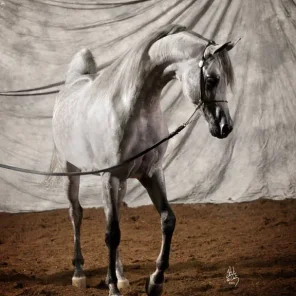 Baahir El Marwan