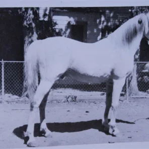 Raseyn his sons and daughters.
