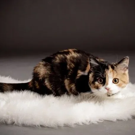 
          Photo by Macrory Scottish Folds & Toygers
        