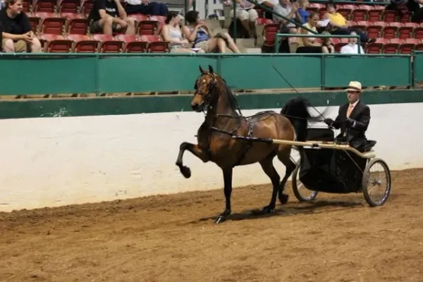 Morgan Southern States Regional Show