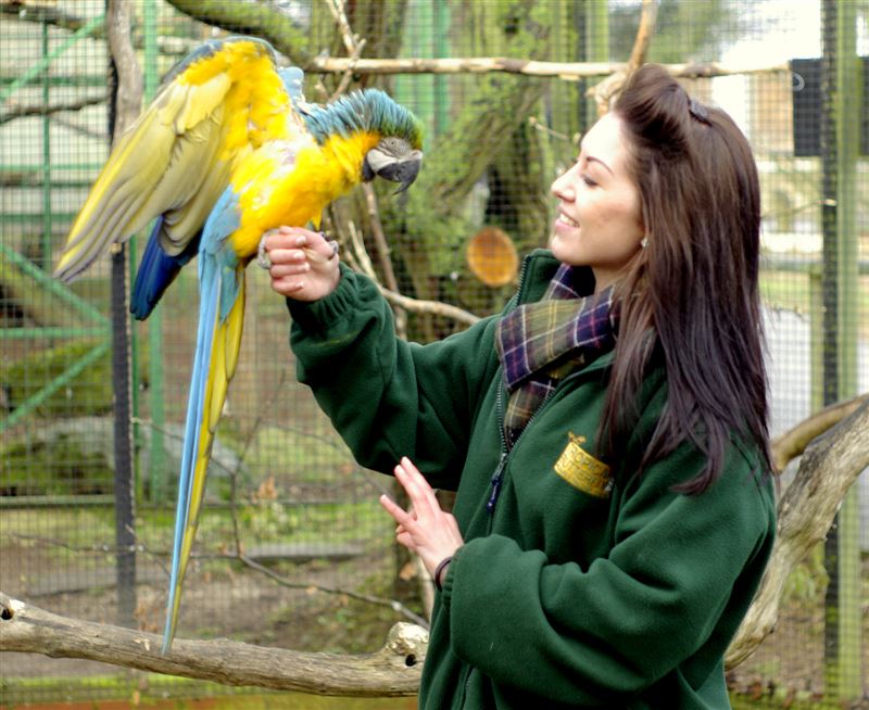 Easy Parrot Training