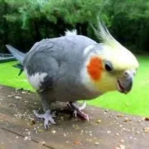 Pearl Cockatiel
