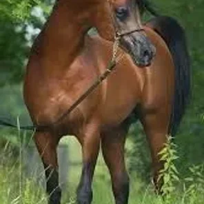 RFI FARID