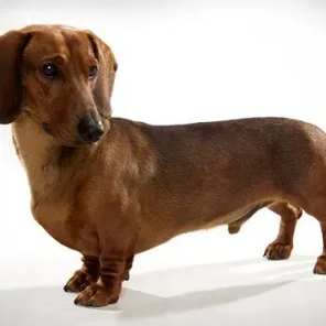 World’s Best Guard Dog Breeds - Part II