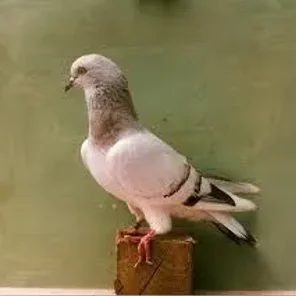 Ice Pigeon