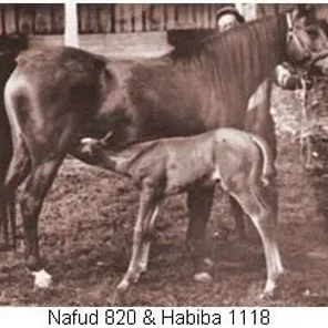 HABIBA