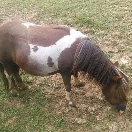 peaches our mini mare no papers but full of love
