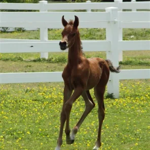 ZENETTI WEA