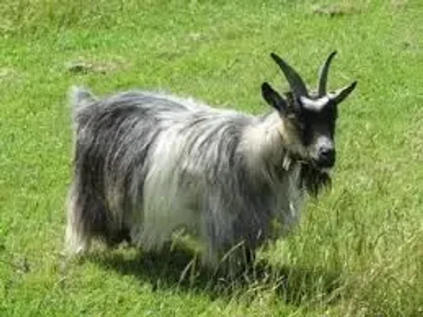 A pygmy goat is a breed of miniature domestic goat. Pygmy goats tend to be kept as pets primarily, though also work well as milk producers and working animals. The pygmy goat is quite hardy and can adapt to virtually all climates.