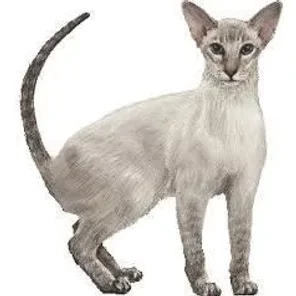 Colorpoint Shorthair