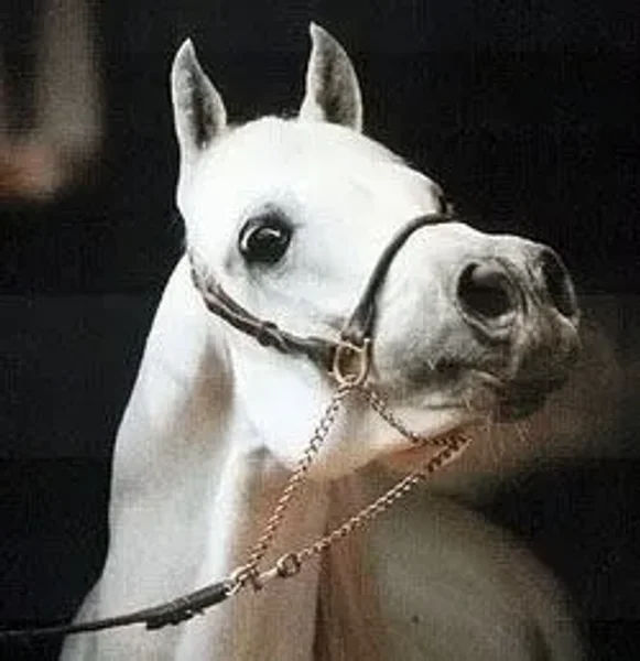 Ibn Estopa