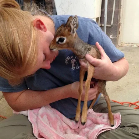 Keepers Raise Tiny Dik Dik at Pueblo Zoo