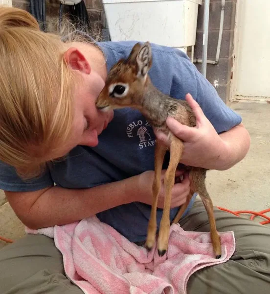 Keepers Raise Tiny Dik Dik at Pueblo Zoo