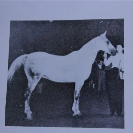 Serifh (Raseyn x Rifdah) grey stallion, foaled March 12, 1940bred by W.K. Kellogg Institute