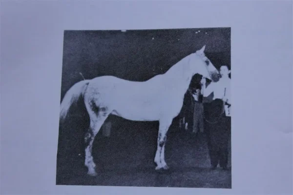 Serifh (Raseyn x Rifdah) grey stallion, foaled March 12, 1940bred by W.K. Kellogg Institute