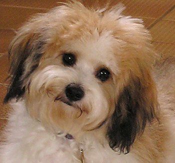 Cavachon