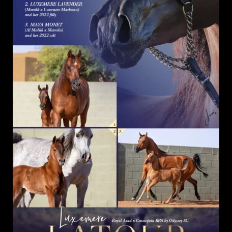 Luxemere Latour's first foal crop!