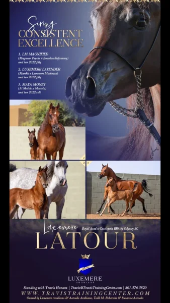 Luxemere Latour's first foal crop!