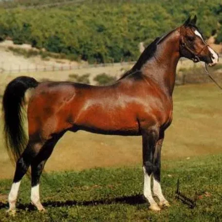 Found this great picture of the legendary "Khemosabi".