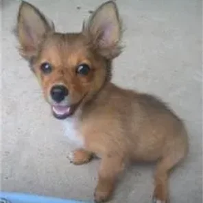 Dameranian (Designer Dog)