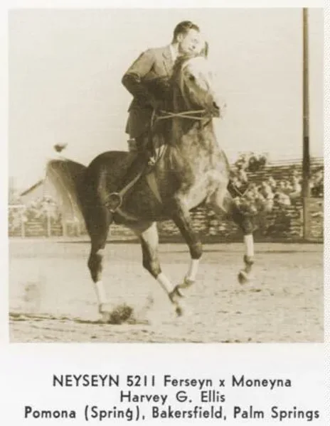NEYSEYN