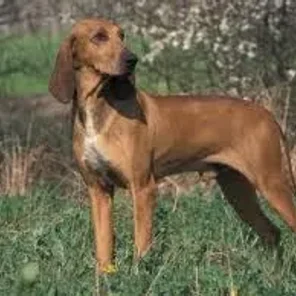 Segugio Italiano
